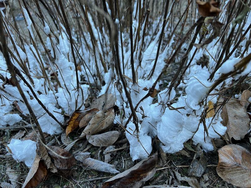 霜の花情報(12/8更新)