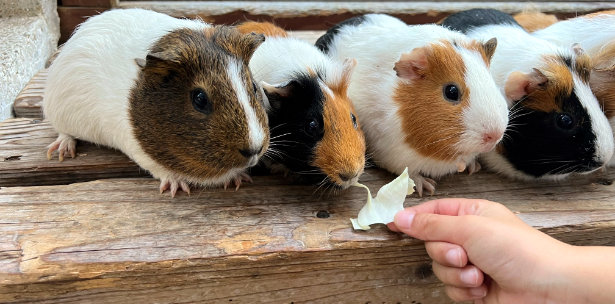 ふれあい牧場