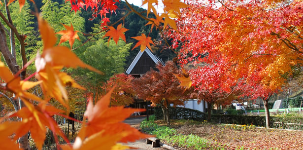 紅葉