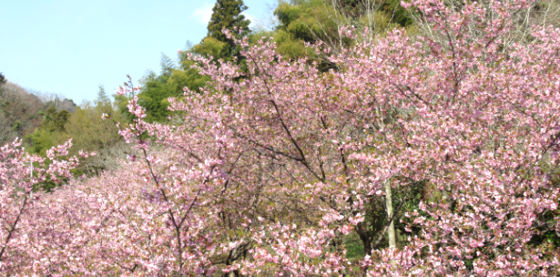 河津桜