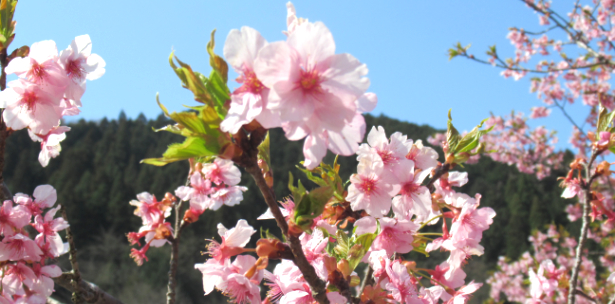 河津桜